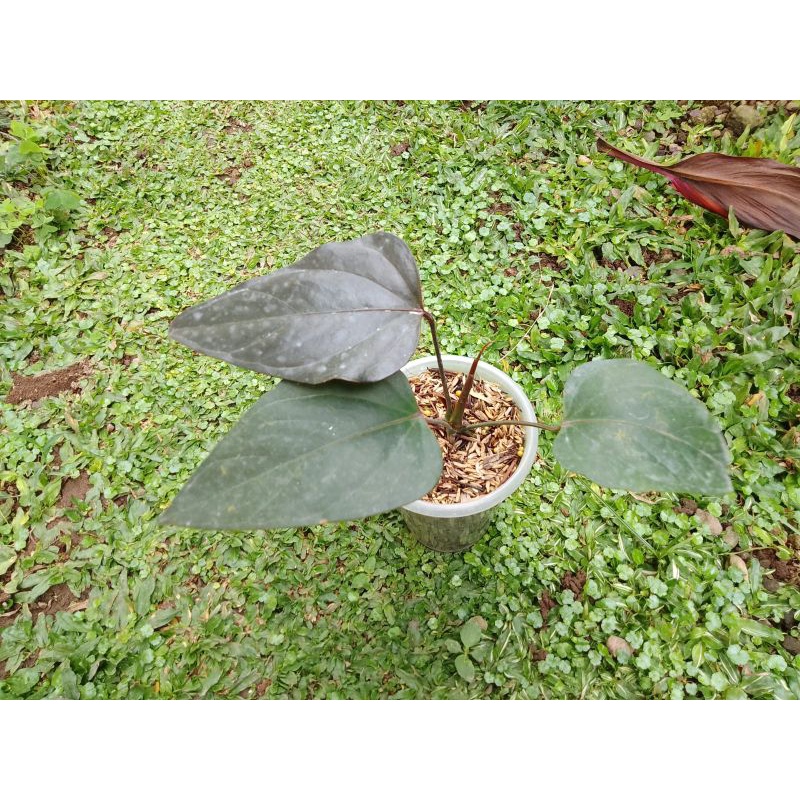 anthurium modeanum