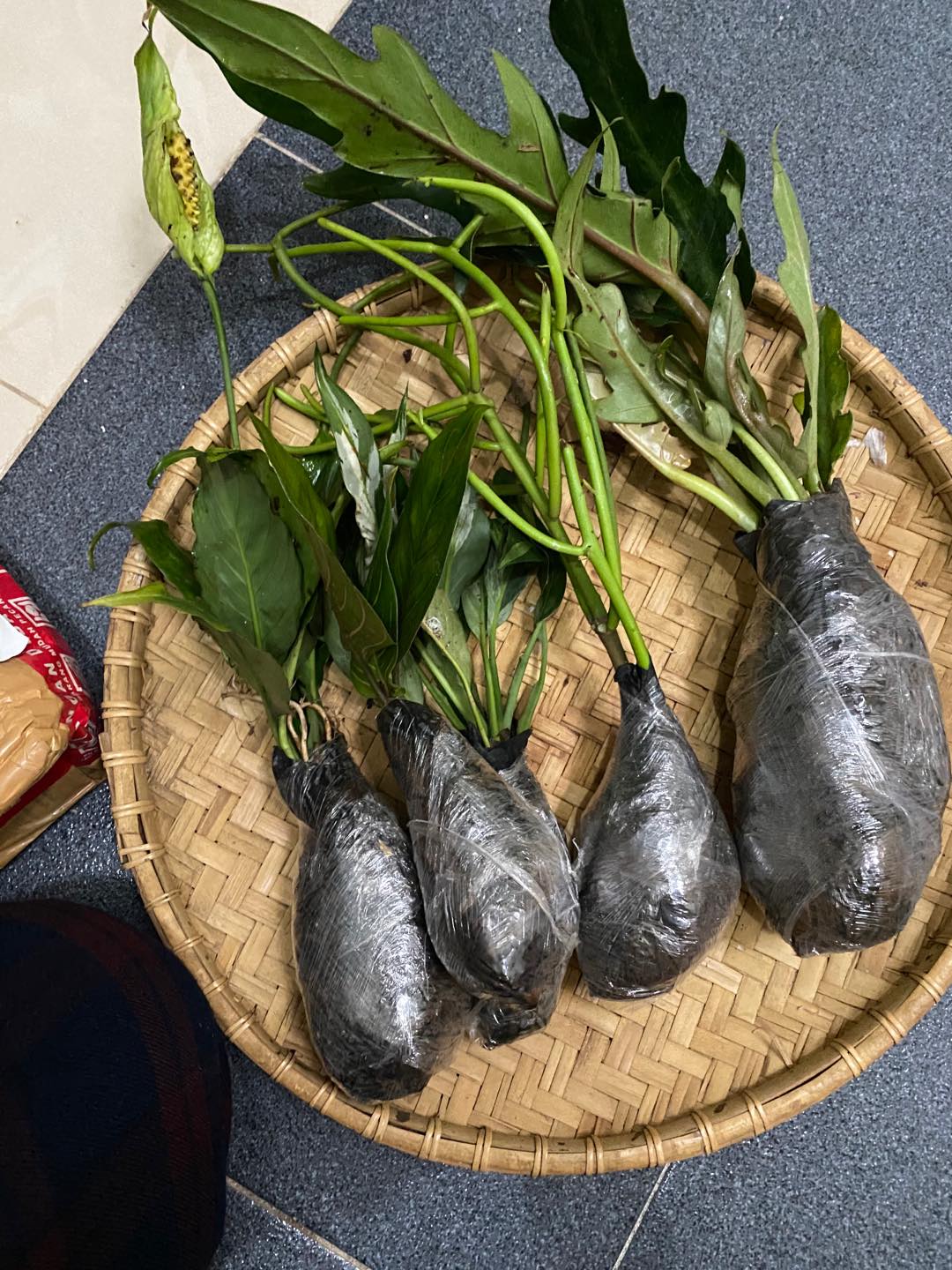 Tanaman Philo Gergaji, Tanaman Hias Philo Gergaji