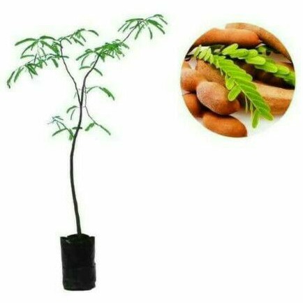 

Bibit Bonsai Asam Jawa/Bibit Tanaman Asam Jawa