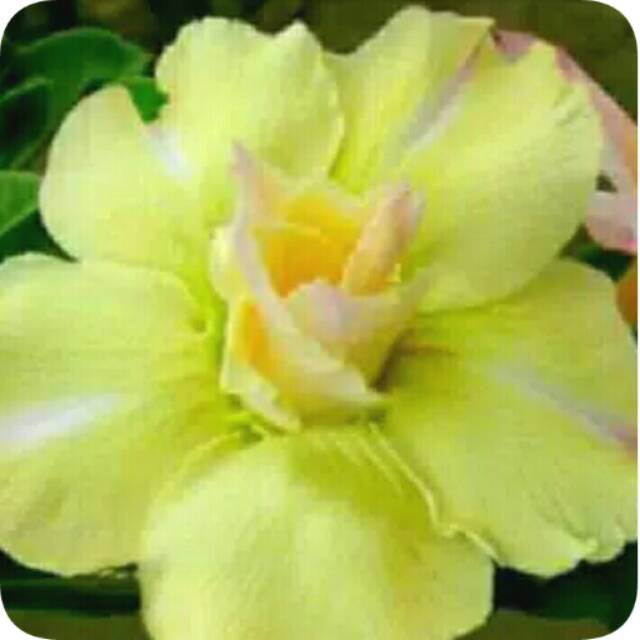 Bibit bunga kamboja jepang kuning corak