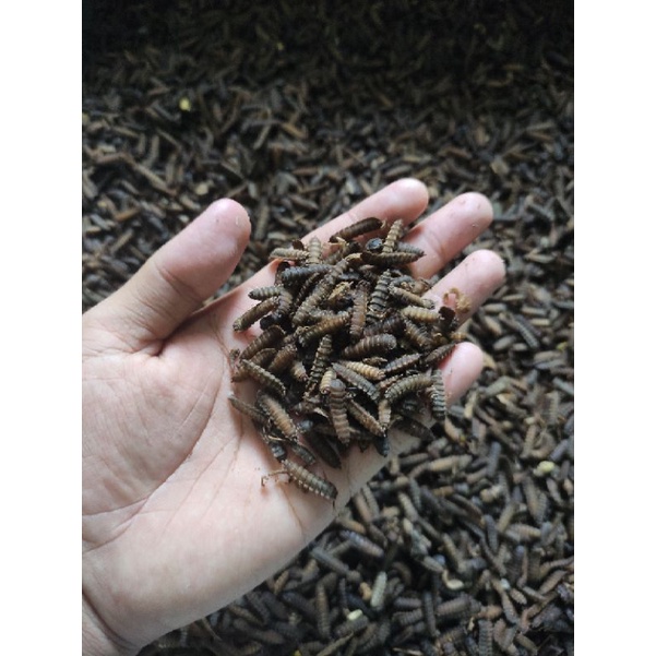 PREPUPPA MAGGOT BSF MURAH TERBAIK TELUR PREPUPA