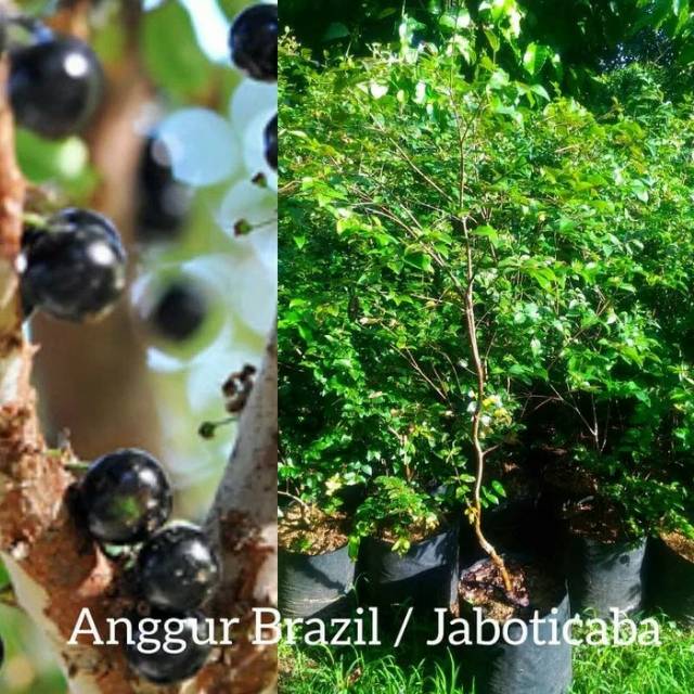 

Anggur Brazil | jaboticaba