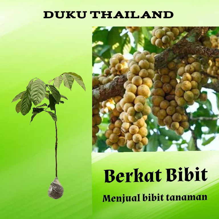 Tanaman Duku Thailand / Longkong