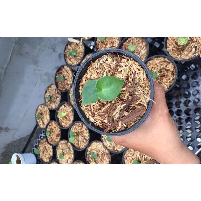 Baby Clarinervium Hybrid