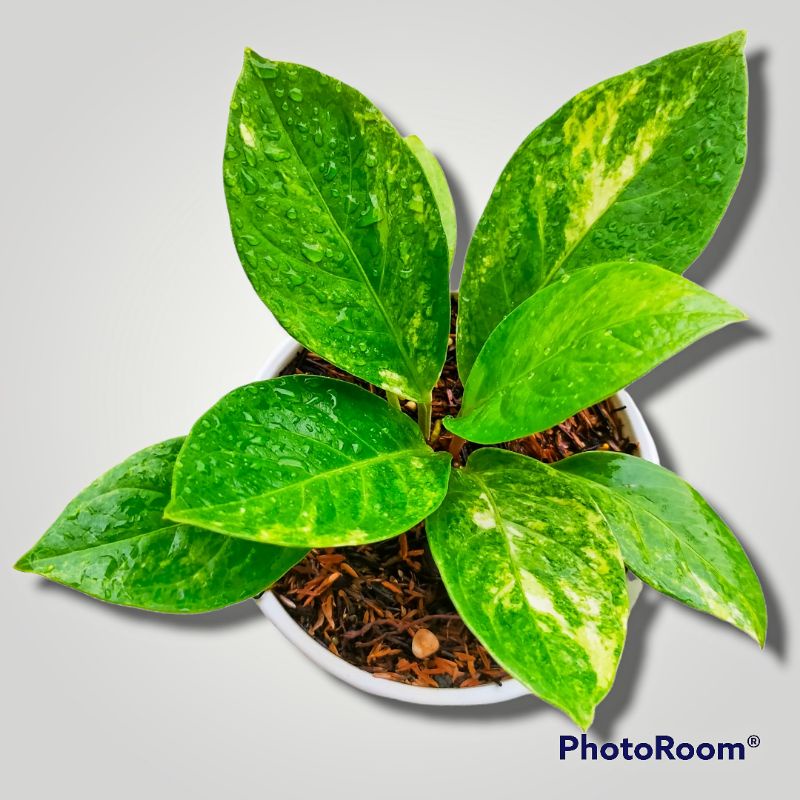 anthurium Jemani Mangkok varigata