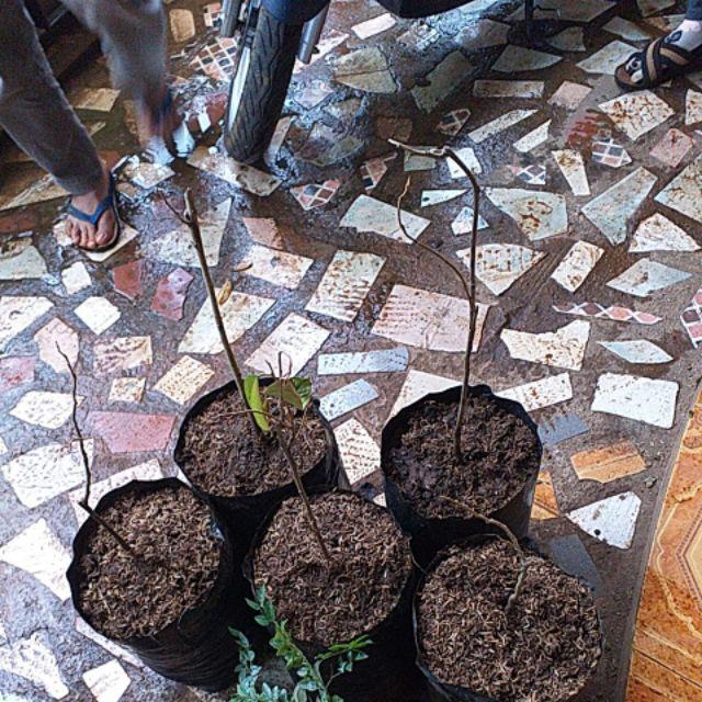 Bibit Durian Merah Unggul/bibit Durian/bibit Durian Merah Murah