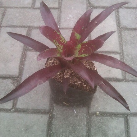 Bromelia Merah Cantik/Bibit Bunga Bromelia Merah Cantik/Tanaman Hias Bromelia Merah/Bunga Bromelia M