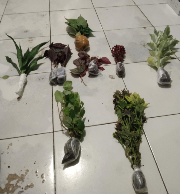 Miana Paketan (2 Warna/2jenis)