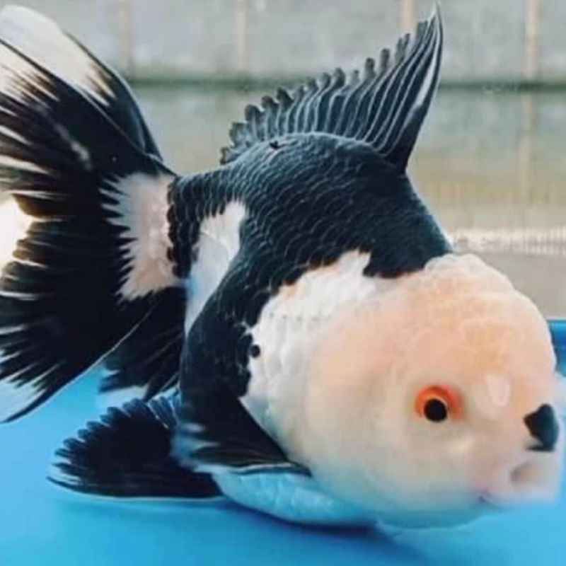 oranda panda murah
