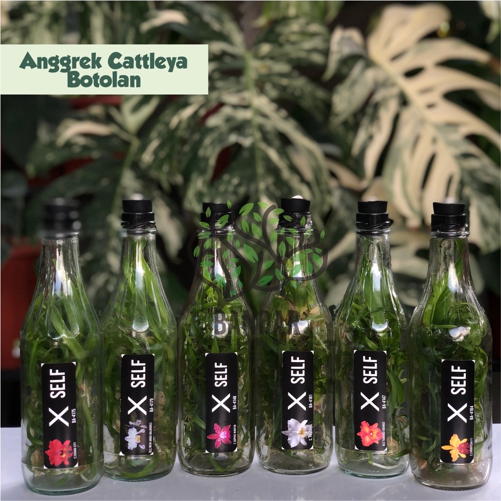 Anggrek Cattleya Dalam Botol Murah - Bibit Botol Cattleya Bunga Besar Harum - Anggrek Cattleya Langk