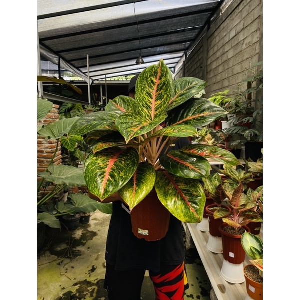 aglonema big papa rumpun