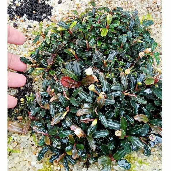 Buce Thea per clump kualitas top brandit ( 1/2 kg)