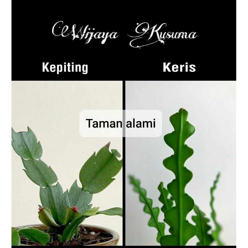 paket 2 tanaman wijaya kusuma keris - wijaya kusuma kepiting