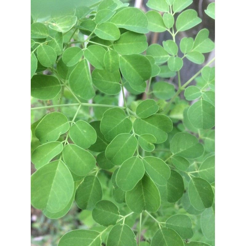 

Daun Kelor Segar 250 gram.