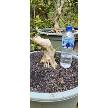 bonggol Anting putri bonsai