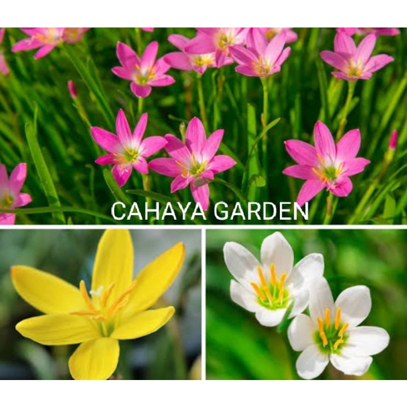 Bunga Rain lily pink, putih, kuning