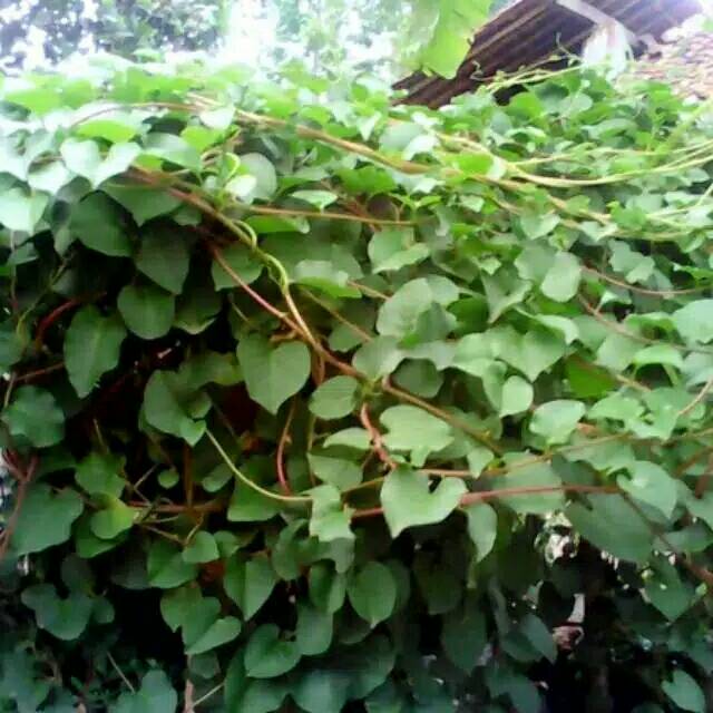 

Daun binahong 1 kg