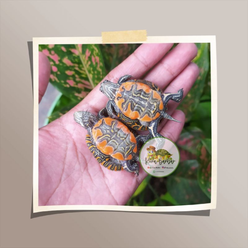 HIASAN AKUARIUM - KURA PICTA BELLY