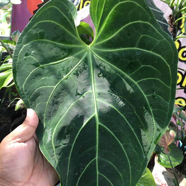 Anthurium Kuping Gajah Silver Anthurium Kuping Gajah Silver