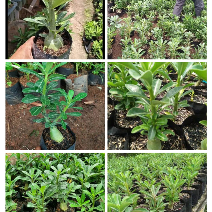 PROMO BESAR !! Bibit Tanaman Hias Adenium Mahasyeti -Kamboja Jepang Bunga Tumpuk-2