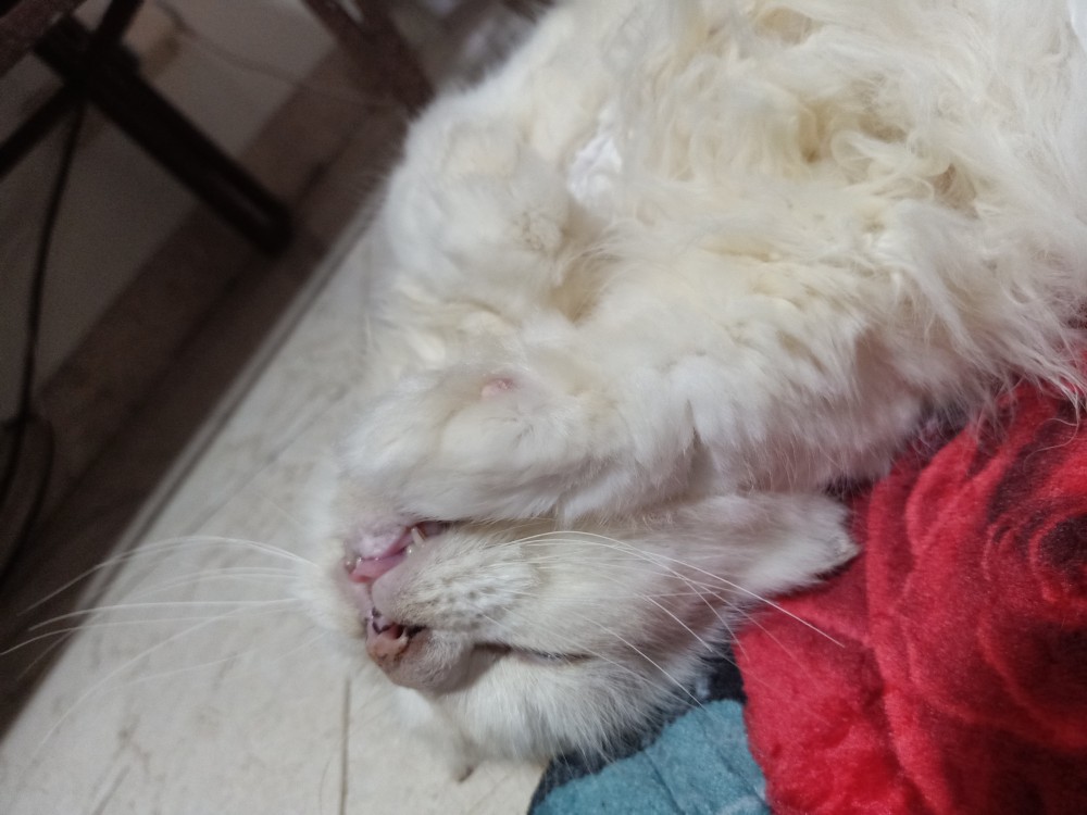 Setelan Celana Panjang Sp Jumbo Kencana Ungu Kuc