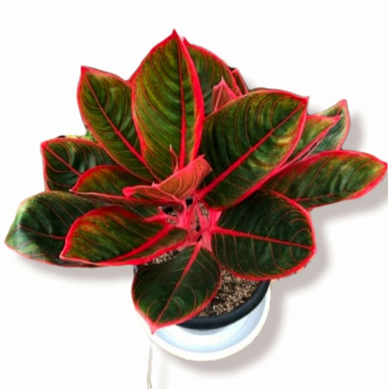Aglonema red lipstik (Tanaman hias aglaonema red lipstik) - tanaman hias hidup - bunga hidup - bunga aglonema - aglaonema merah - aglonema merah - aglaonema murah - aglaonema murah