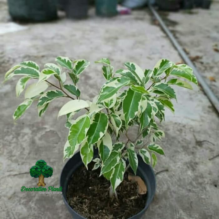 Tanaman hias bringin varigatha. pohon bringin variegata