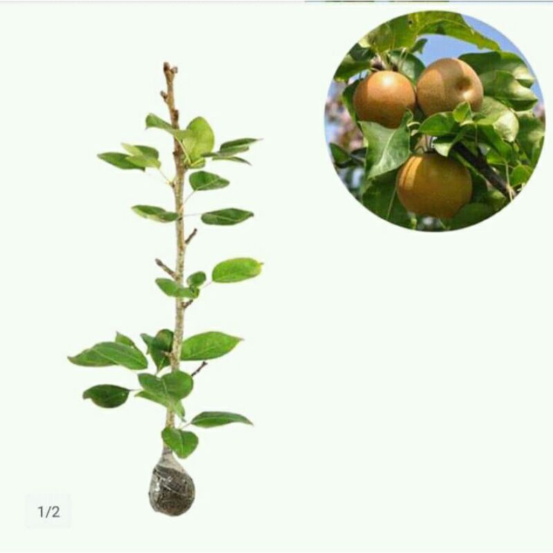 bibit buah pir