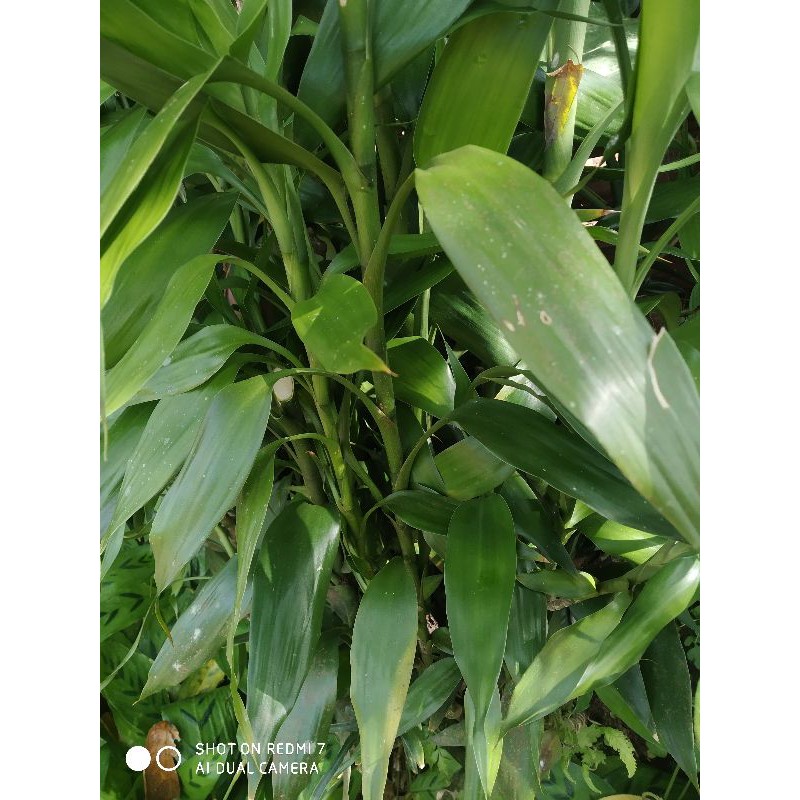 bambu hoki/stek pohon bambu cina