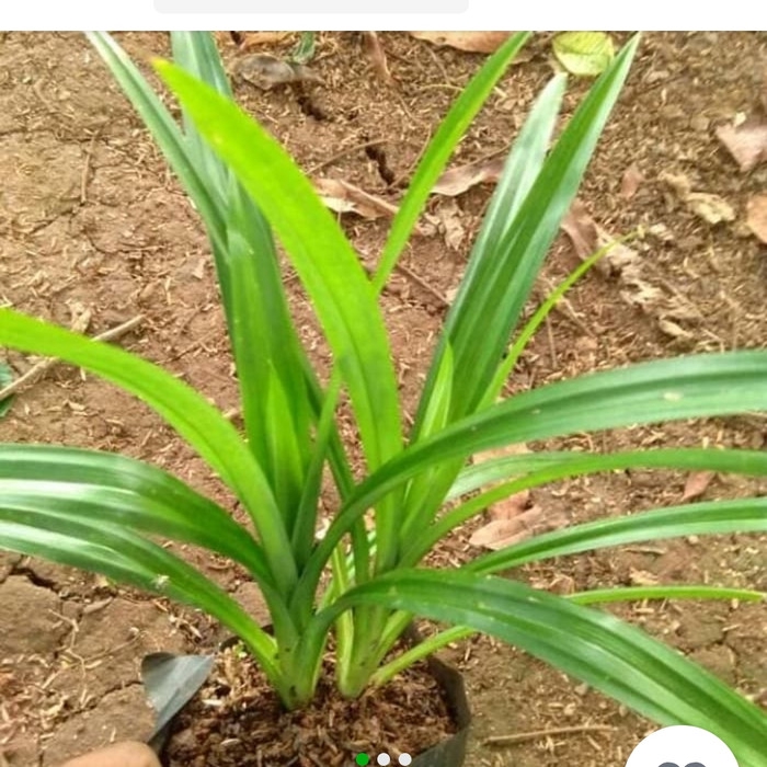 

daun pandan wangi