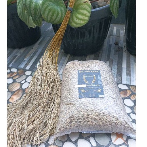 Bibit padi ketan hitam  ber tangkai,  gabahnya 1kg