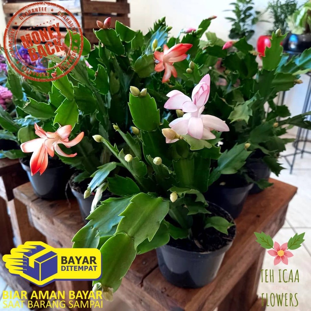 PAKET PAKET 3 TANAMAN WIJAYA KUSUMA KEPITING KAKTUS UDANG KAKTUS KEPITING TANAMAN KAKTUS HIDUP COD