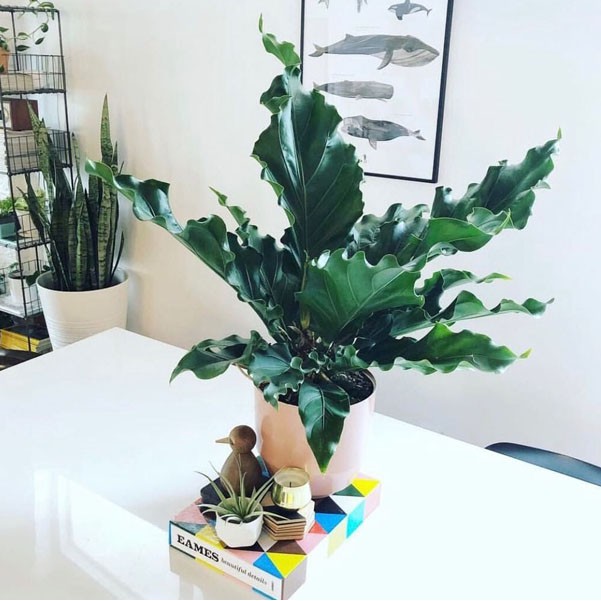 Tanaman hias Anthurium gelombang cinta