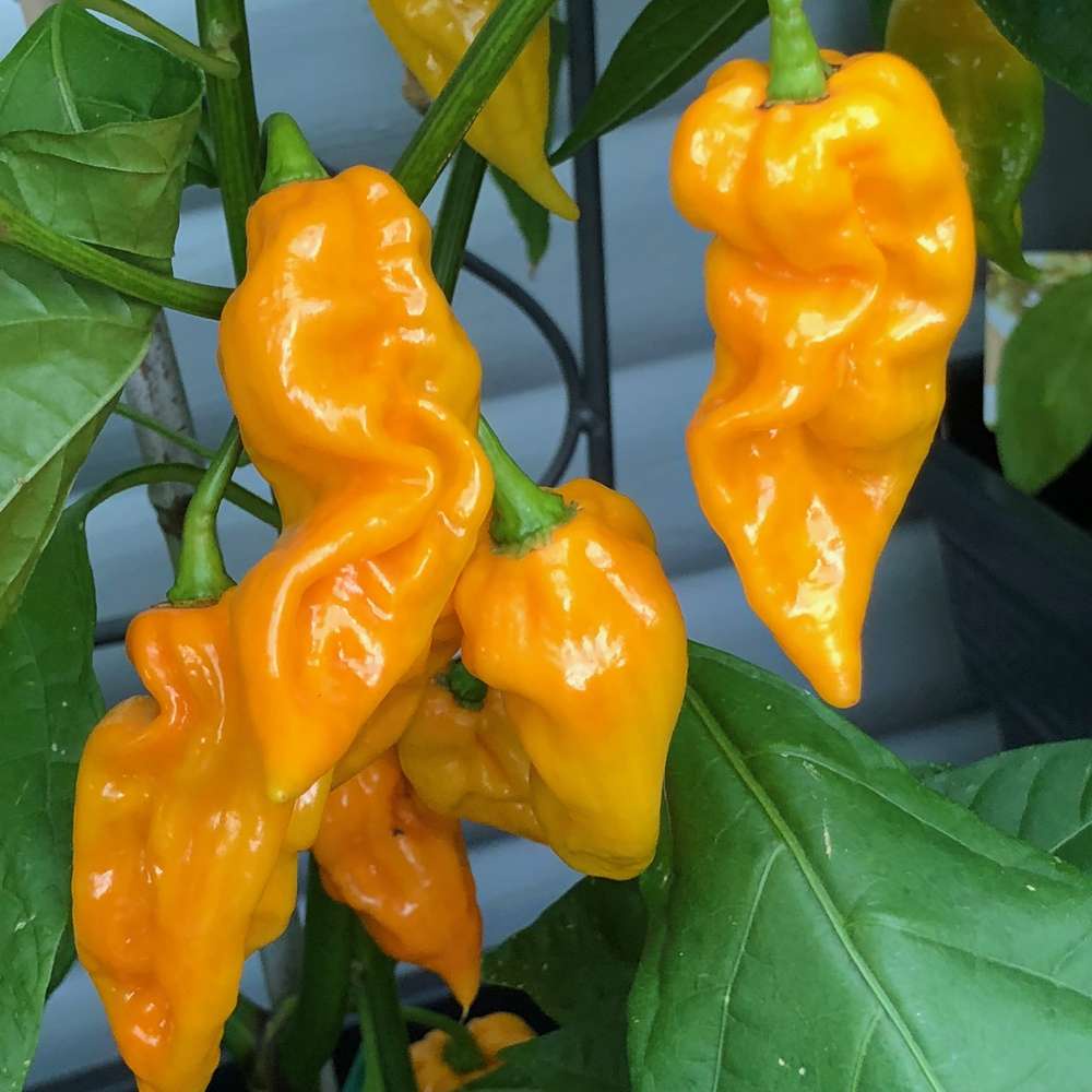 Benih Bibit Biji - Cabai Fatalii Yellow Cabe Super Pedas Pepper Seeds