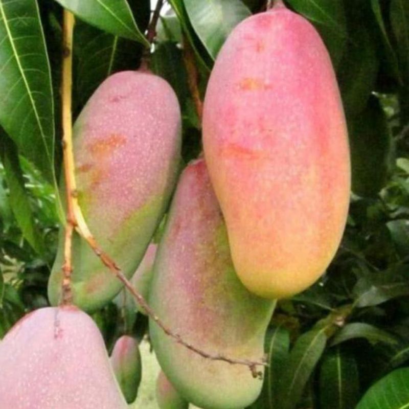 bibit mangga mahachanok unggul