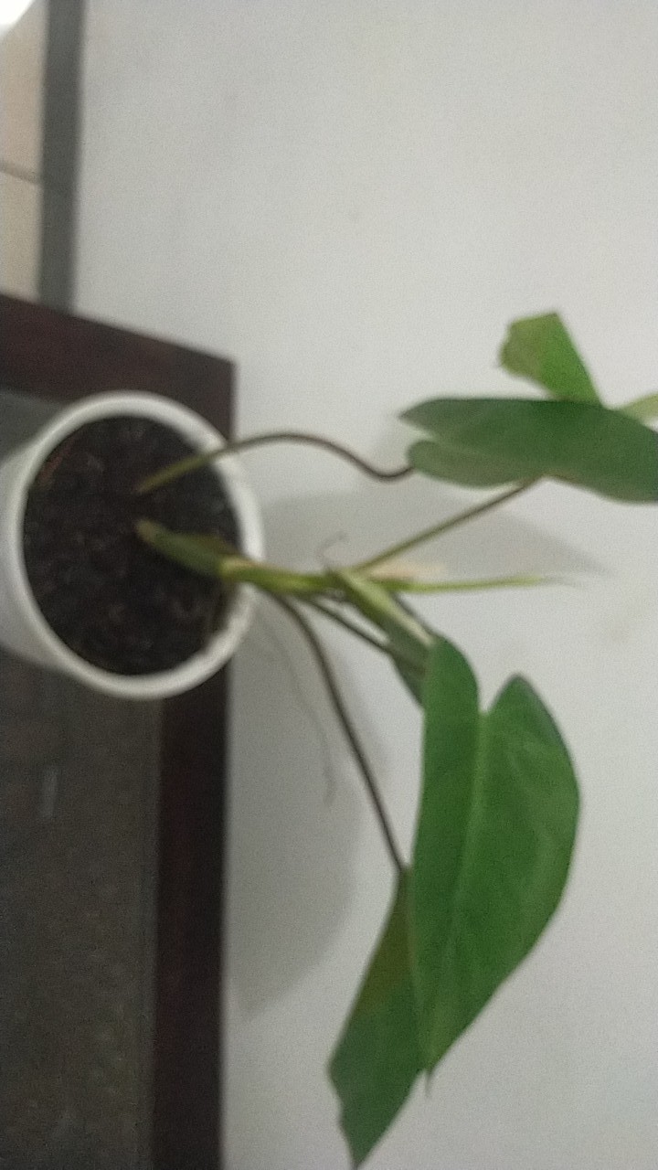 Tanaman Hias Philodendron Corcovanda Kw