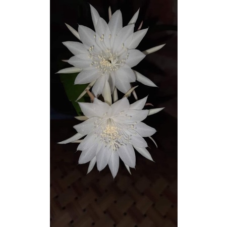 BUNGA WIJAYA KUSUMA / BIBIT WIJOYO KUSUMO