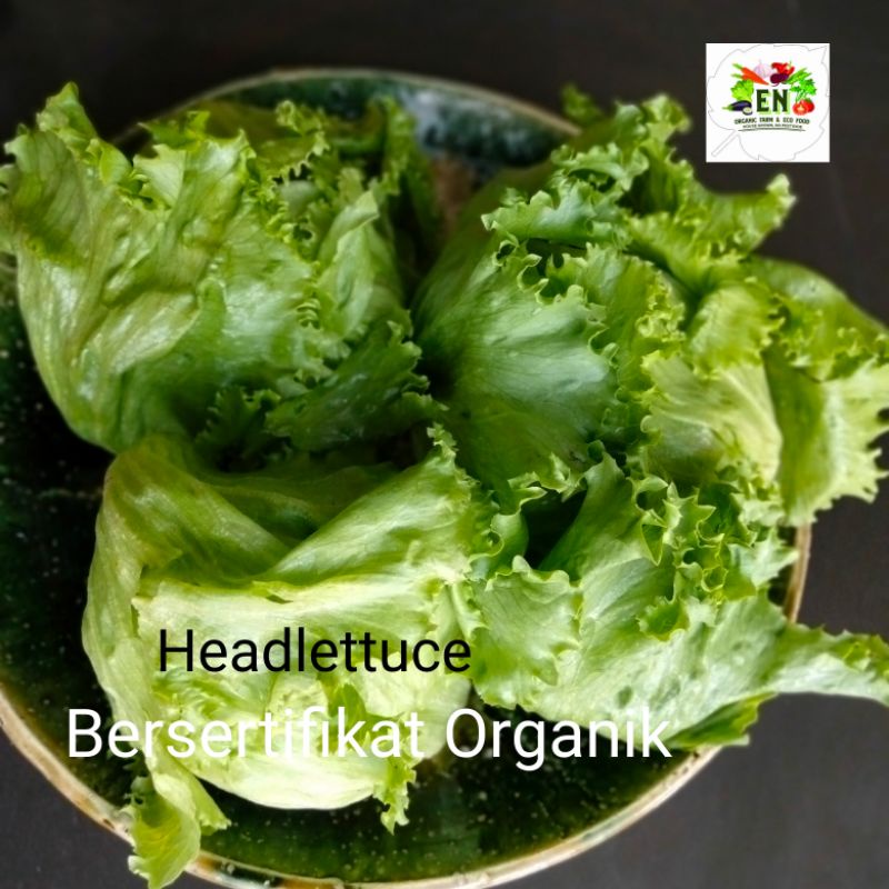 

Sayur Organik Headlettuce IceBerg 100% Bersertifikat Organik VegetableMurah Sehat Healthy Life Grosir Supermarket
