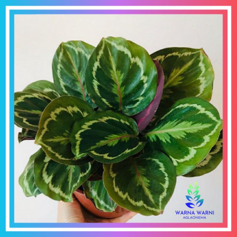 kalatea medalion /kalatea/kalatea murah/calathea/calathea medalion/kalatea paket promo/kalatea paket