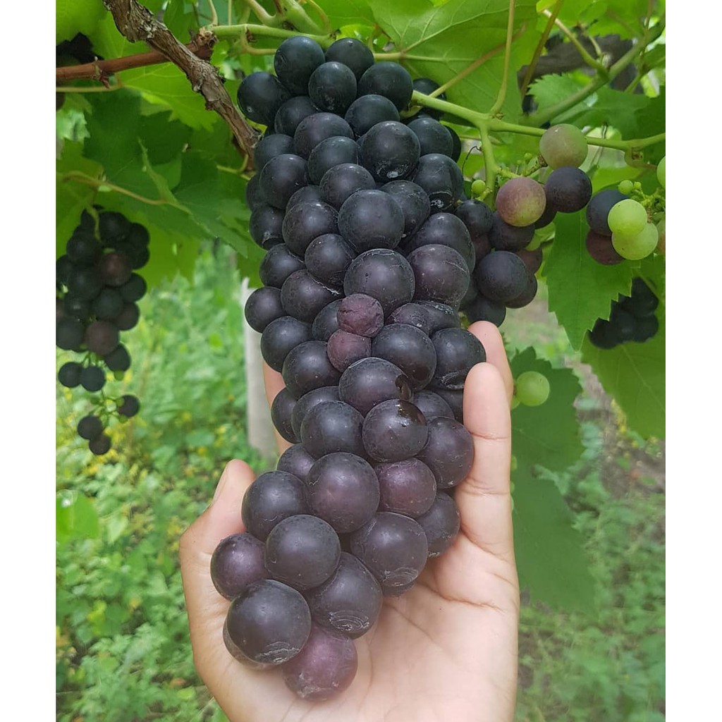 Bibit anggur impor  alfonso