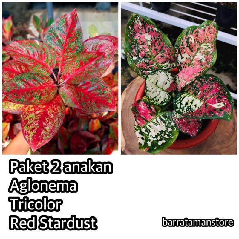 PROMO Paket 2 anakan aglonema (RED Stardas,Tre coler)