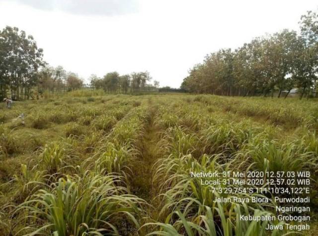 Minyak atsiri sereh wangi 100% murni  @80ml