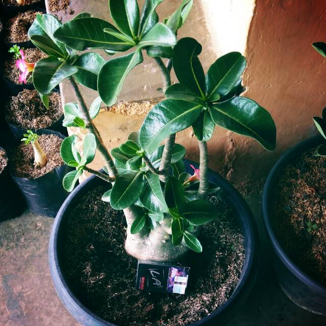 Bunga kamboja adenium arabicum bonggol besar