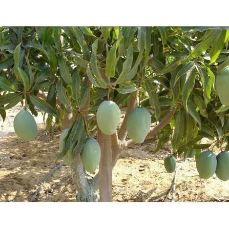 H4I Bibit Tanaman Buah Mangga Harum Manis Unggul Murah Bergaransi