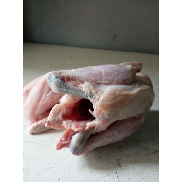 

AYAM KAMPUNG UKURAN 700 GRAM