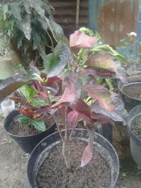 Tanaman Hias - Bibit Bunga Puring Bali