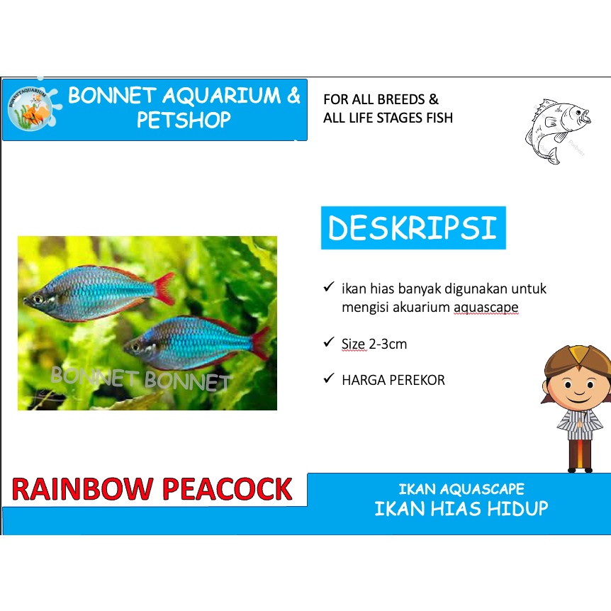 IKAN HIAS RAINBOW PEACOCK