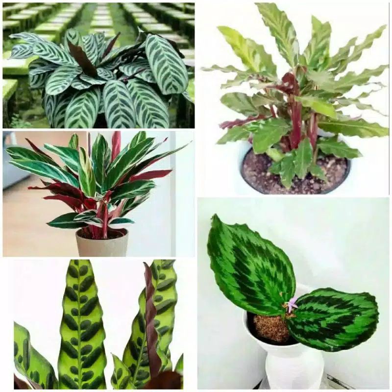 paket tanaman hias calathea - 5 tanaman calathea
