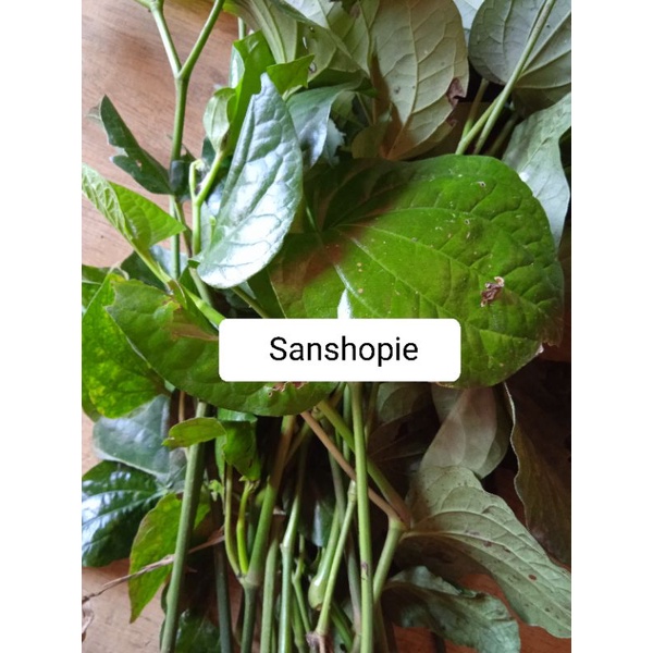 

Daun Karuk Sirih Tanah Segar Paket 1 kg