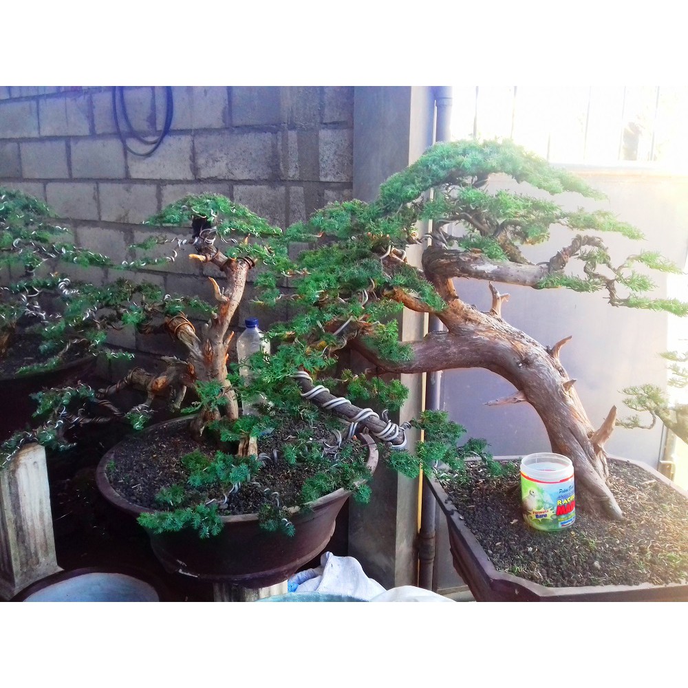 Tanaman Bonsai Cemara Juniperus Bebas Pilih Bentuk Sesaui Stock Yang Ada Bisa Nego Shopee Indonesia